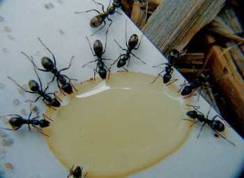 Swarming ants want water, not food.